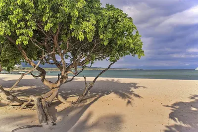 Image de Beach Front Unit, rez-de-chaussée, à pied de la plage et des restaurants, endroit calme