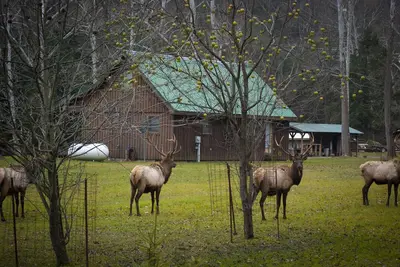 Image de Escapade champêtre au coeur de l'élan Range Pennsylvanie