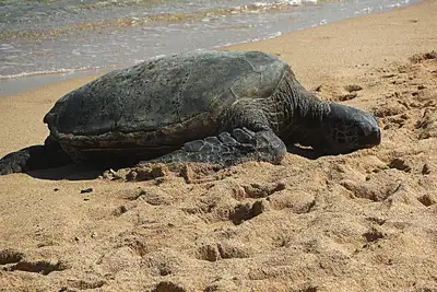 Image de 100 étapes à la plage! Propre, mignon et abordable :) Invités aiment le lieu! !