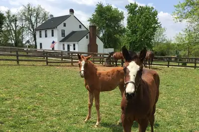 Image de \"Merrywell\" Un havre d'amoureux des chevaux.