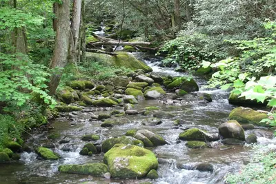 Image de Paisible Creekside Cabin près Gatlinburg / Pigeon Forge - Prix correspond Prix