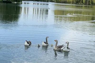 Image de Cottage dans parc avec étang de 5 Ha. 80 kms Paris. Jouets pour enfants. Pêche.