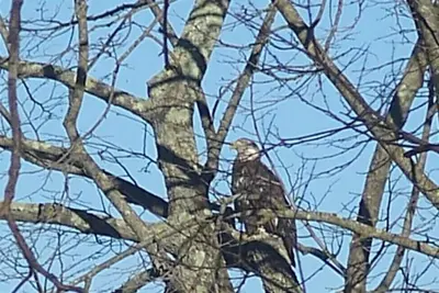Image de Chalet 2 chambres sur la rivière Chippewa