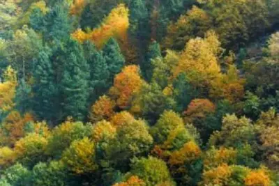 Image de Maison avec jardin et piscine dans Butters dans le cœur de la Serra da Estrela