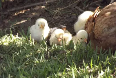 Image de Maison à louer dans le meilleur paradis naturiste de Bahia - Massarandupió