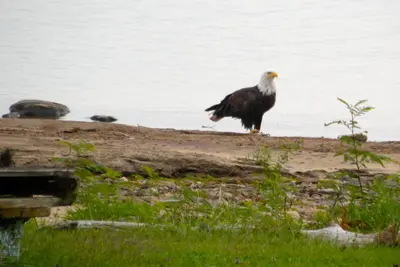 Image de En face de Sand Island sur le lac Great Sacandaga