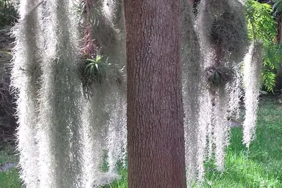 Image de Bamboo Rural (un magnifique jardin)