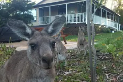 Image de Bush & Bay Cottage, Jervis Bay - Natures Own