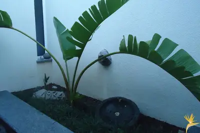 Image de T1 - Casa Estrelícia-Dourada Garcês