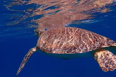 Image de Spring Break 2019 - Villa de luxe 3 chambres / 3 salles de bain - Westin St John Usvi