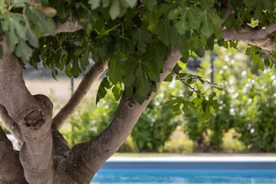 Image de Mas climatisé entièrement rénové en provence - Superbe piscine 9m X 9m