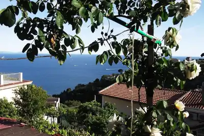 Image de mimosas au début de la côte amalfitaine