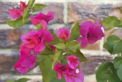 Image de Bougainvilla - Belle et charmante villa au bord du lac