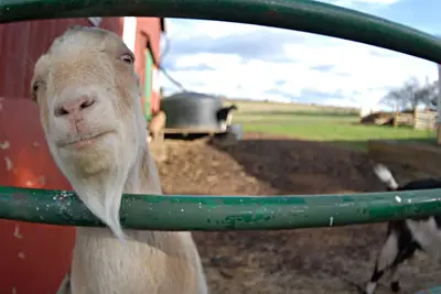 Image de Farm Historic Home pour Rassemblements. Pas de frais de nettoyage pour 3+ nuits!