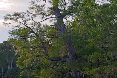 Image de Isolé Waterfront Lodge sur Florida Cattle Ranch