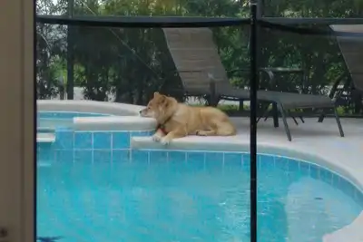 Image de Maison de piscine 3 chambres à Homestead, près de Disney