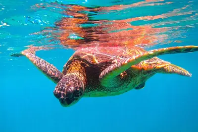 5 * Avis Exceptionnels! Ocean View fromLANAI! Écoutez les vagues!