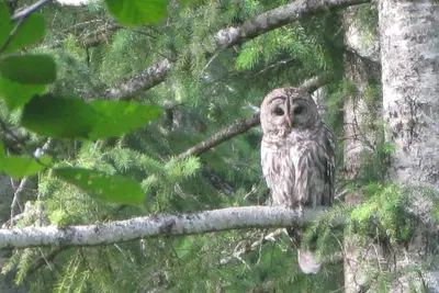 Image de Rêvez au coin du feu dans notre belle maison en bois rond!