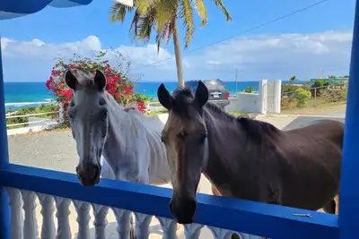Image de Vieques Ocean View House & beach 7br - 6bth jusqu'à 26 - Bbq - Ping Pong