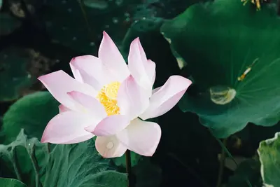 Image de Expérimentez la maison cambodgienne et vivez comme chez vous