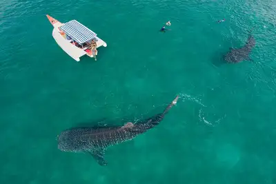Image de Rêvez, explorez, découvrez l'île mafieuse abritant les requins baleines
