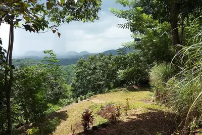 Image de Vivre Dans Un Domaine De THÉ: Calme: Vert: FORÊT À Haute ÉLÉVATION: Vues Magnifiques