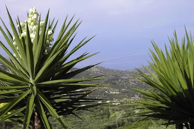 Image de Maison de vacances olivier en Grèce