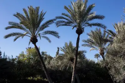 Image de Villa de Luxe avec Spa en Palmeraie - Rare très proche Centre Ville