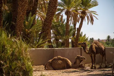 Image de Skoura Lodge Ouarzazate