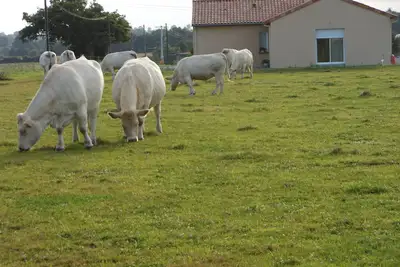 Image de Chambre D'HÔTES A La Campagne Proche Chemille-En-Anjou