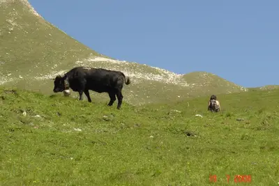 Image de Appart \"Plein Soleil \": vacances d'été en montagne à Saint-Luc -Valais - Suisse