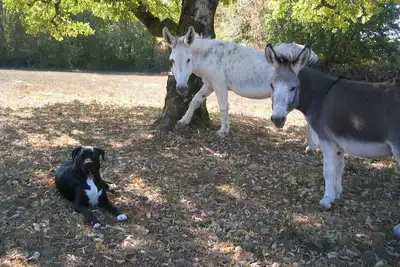 La Maisonnette près de St Cirq Lapopie