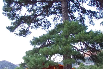Image de El Llano de los Conejos Cabines - Cabane 9