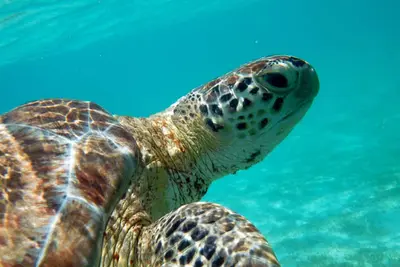 Image de Studio privé Akumal Paradise - Wifi, Ac