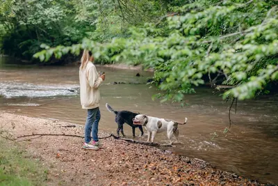 Image de Nouvelle liste! Idyllique 10 acres Creekside Blue Ridge Getaway