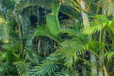 Image de Resort de Luxo em Caldas Novas