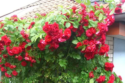 Image de Le Rhön le pays de la distance