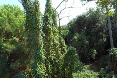Image de House on the island of Ischia, in pine forest with private descent to the sea.