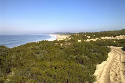 Image de Entre plage et pinède   / Between beach and pine tree forest