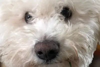 Image de Hyfrydle House - Hotel Price Buster Mold (Sleep 5)