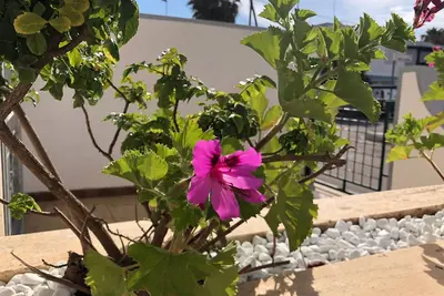 Image de Salento Maldives Maison de vacances à 80 mètres de la plage