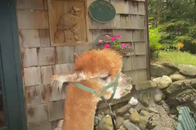 Image de Commune avec alpagas sur 8 acres de belles!