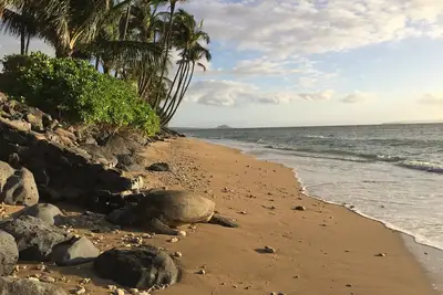 Image de Piscine privée avec vue sur l'océan, bain à remous, couchers de soleil et tortues