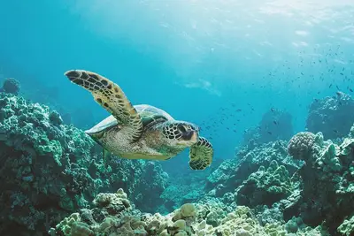 Image de Joyau récemment rénové à Hawaiian Shores