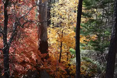 Image de Flagstaff - Location de vacances pour les familles - 4 chambres