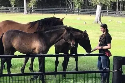 Image de Horse Farm Luxury Historic Home & Pasture Suite. 12 couchages. Pont, porche et chevaux!