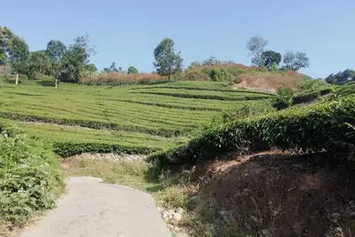 Linten Holiday Resort, Propriété située à Munnar. À 4, 7 km de Munnar