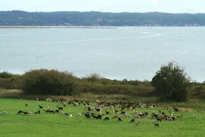 Image de * Nouvelle inscription * The Alpaca Retreat - Ferme de luxe avec vue sur l'eau!