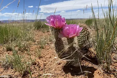 Image de Shash Dine 'EcoRetreat