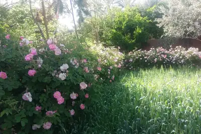 Image de Chez madame Hayat :Maison avec vue 360° sur la palmoraie et l atlas